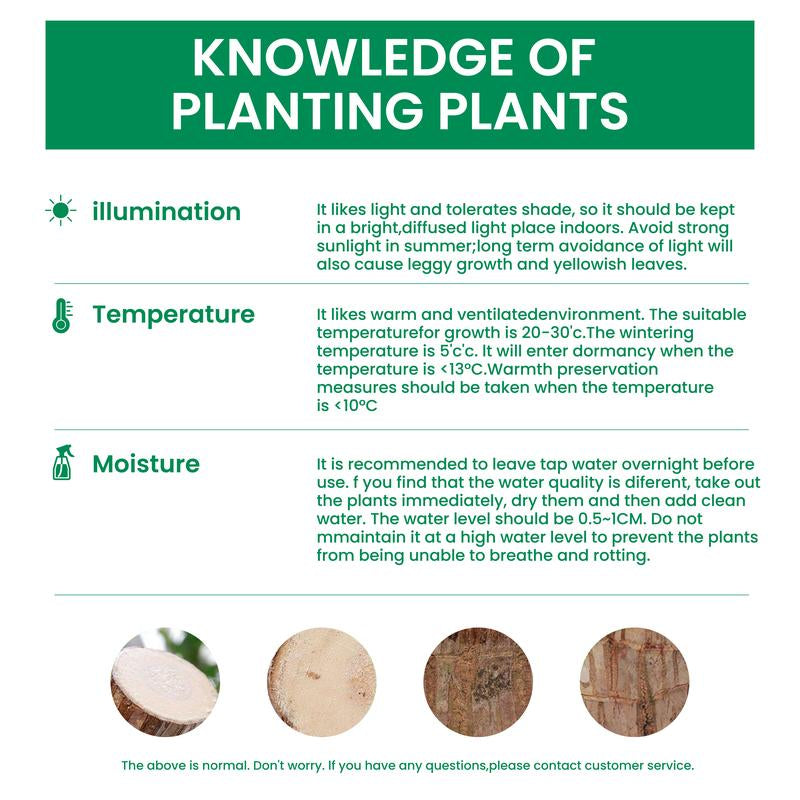 Brazilian Wood Potted Plant - Lucky Bamboo Desktop Decoration for Indoor Office Use (Includes Care Instructions)
