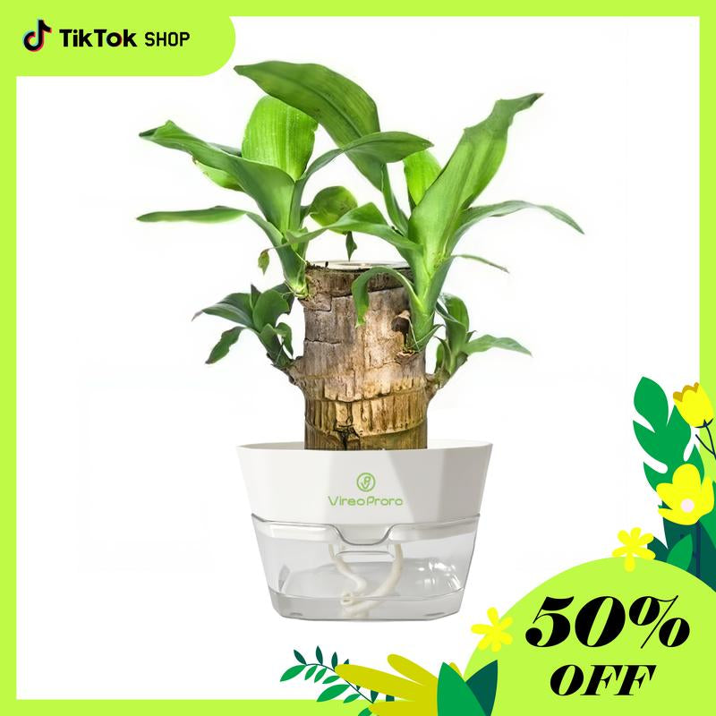 Brazilian Wood Potted Plant - Lucky Bamboo Desktop Decoration for Indoor Office Use (Includes Care Instructions)