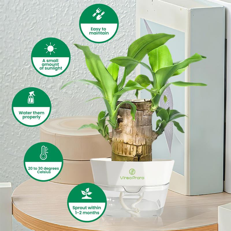 Brazilian Wood Potted Plant - Lucky Bamboo Desktop Decoration for Indoor Office Use (Includes Care Instructions)