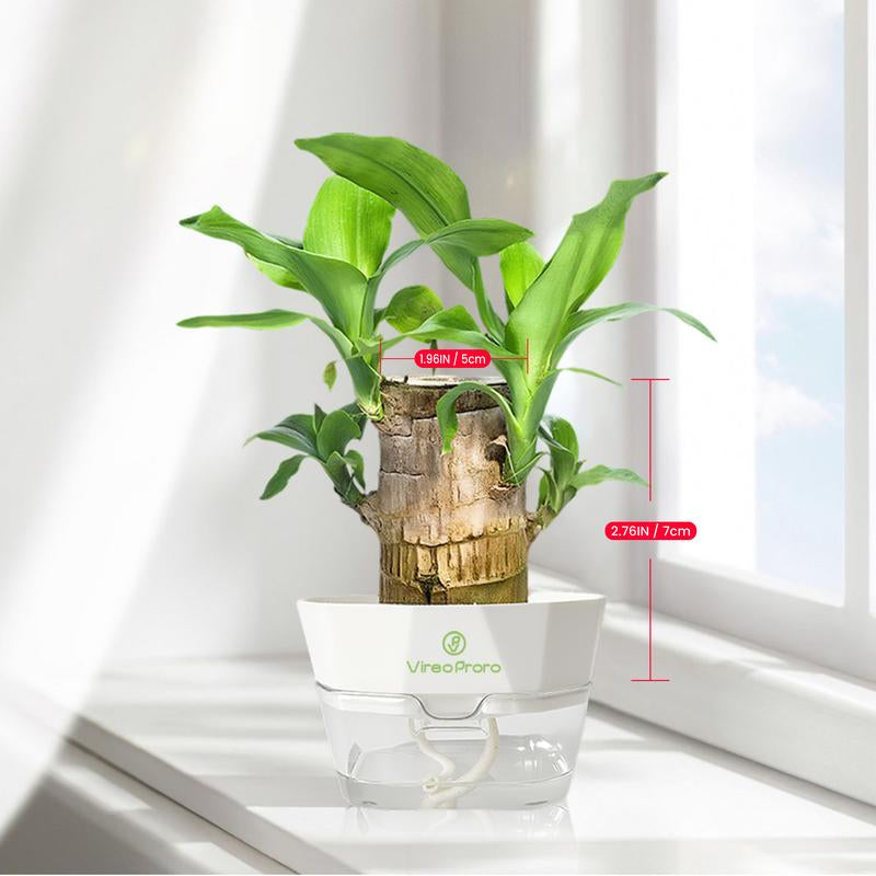 Brazilian Wood Potted Plant - Lucky Bamboo Desktop Decoration for Indoor Office Use (Includes Care Instructions)