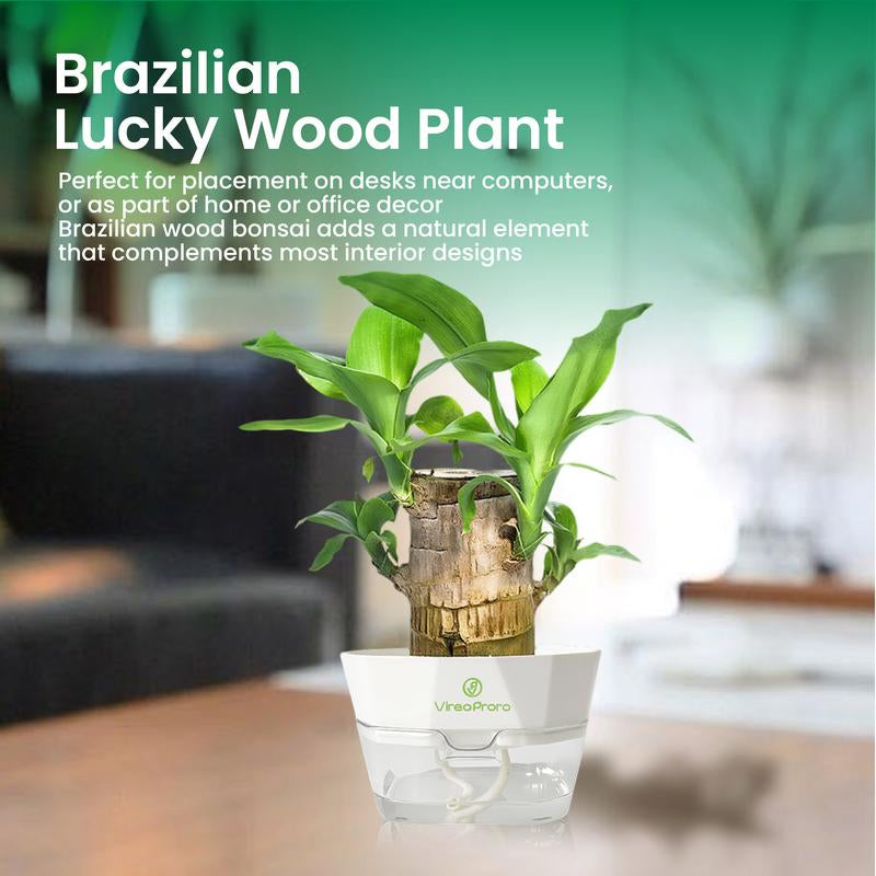 Brazilian Wood Potted Plant - Lucky Bamboo Desktop Decoration for Indoor Office Use (Includes Care Instructions)