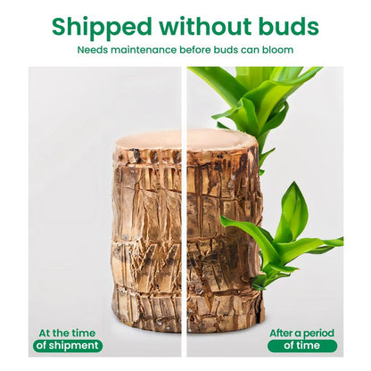Brazilian Wood Potted Plant - Lucky Bamboo Desktop Decoration for Indoor Office Use (Includes Care Instructions)