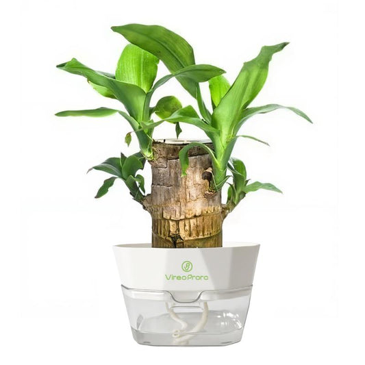 Brazilian Wood Potted Plant - Lucky Bamboo Desktop Decoration for Indoor Office Use (Includes Care Instructions)